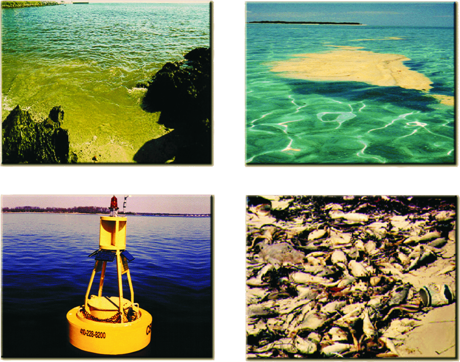 What Are Harmful Algae - Harmful Algal Bloom Programme